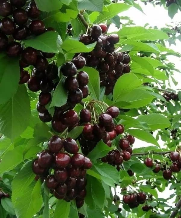 Портрет человека