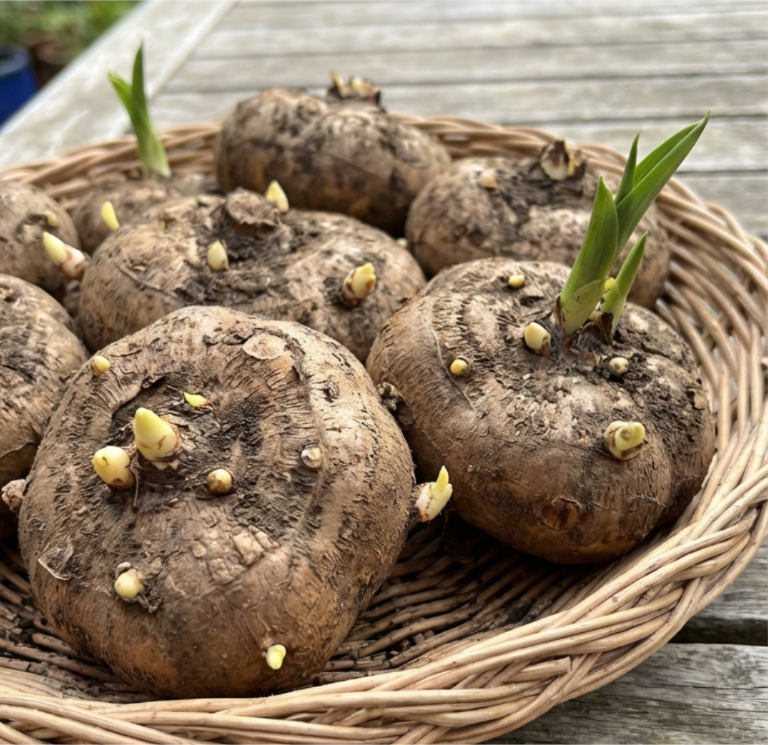 Якісні цибулини калли Мерлін