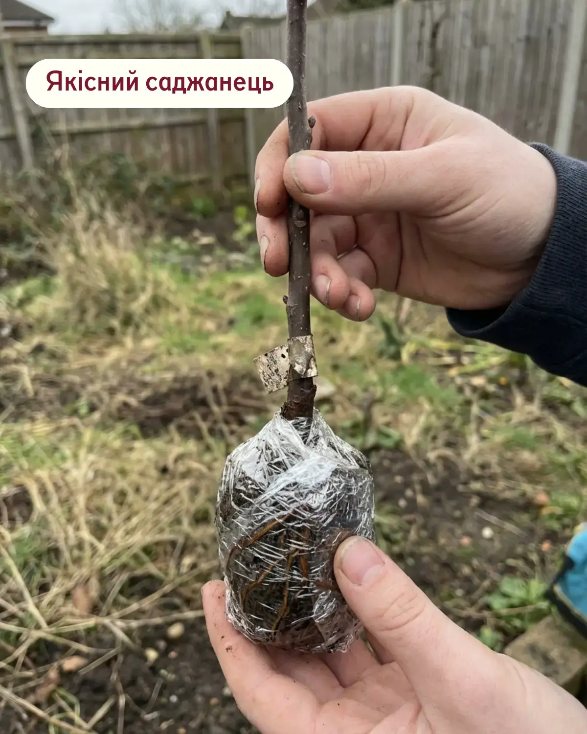 Саджанець